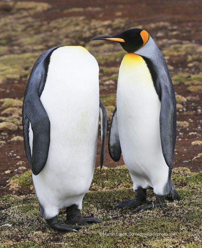 80 Of The Funniest Nikon Comedy Wildlife Awards Finalist Photos From The Past Decade 80 Of The Funniest Nikon Comedy Wildlife Awards Finalist Photos From The Past Decade