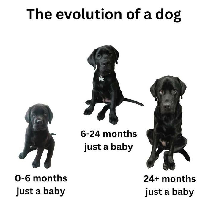 ‘Animal Comedy’: 50 Memes That Prove Animals Are The Funniest Creatures On The Internet ‘Animal Comedy’: 50 Memes That Prove Animals Are The Funniest Creatures On The Internet