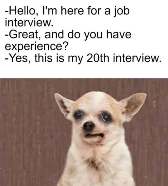 ‘Animal Comedy’: 50 Memes That Prove Animals Are The Funniest Creatures On The Internet ‘Animal Comedy’: 50 Memes That Prove Animals Are The Funniest Creatures On The Internet