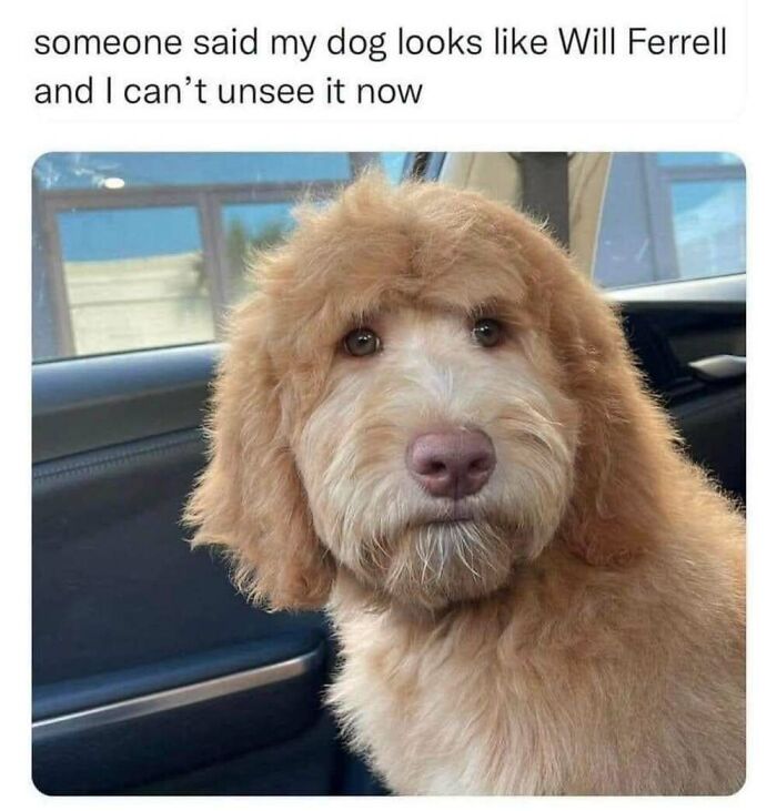 ‘Animal Comedy’: 50 Memes That Prove Animals Are The Funniest Creatures On The Internet ‘Animal Comedy’: 50 Memes That Prove Animals Are The Funniest Creatures On The Internet