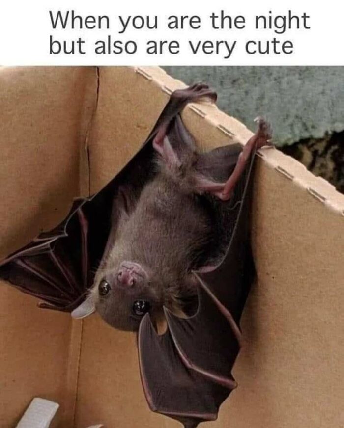 ‘Animal Comedy’: 50 Memes That Prove Animals Are The Funniest Creatures On The Internet ‘Animal Comedy’: 50 Memes That Prove Animals Are The Funniest Creatures On The Internet