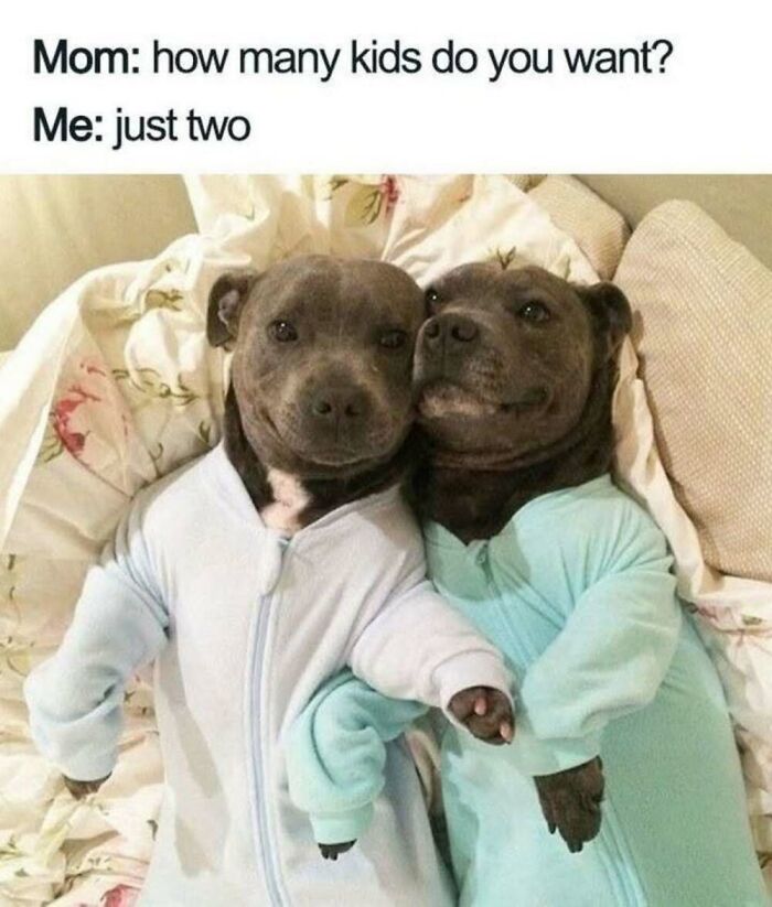 ‘Animal Comedy’: 50 Memes That Prove Animals Are The Funniest Creatures On The Internet ‘Animal Comedy’: 50 Memes That Prove Animals Are The Funniest Creatures On The Internet