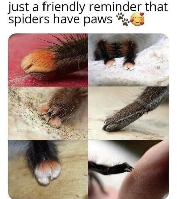 ‘Animal Comedy’: 50 Memes That Prove Animals Are The Funniest Creatures On The Internet ‘Animal Comedy’: 50 Memes That Prove Animals Are The Funniest Creatures On The Internet