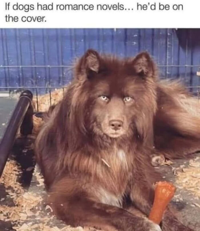 ‘Animal Comedy’: 50 Memes That Prove Animals Are The Funniest Creatures On The Internet ‘Animal Comedy’: 50 Memes That Prove Animals Are The Funniest Creatures On The Internet