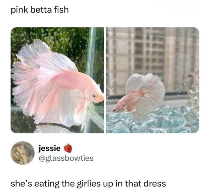 ‘Animal Comedy’: 50 Memes That Prove Animals Are The Funniest Creatures On The Internet ‘Animal Comedy’: 50 Memes That Prove Animals Are The Funniest Creatures On The Internet