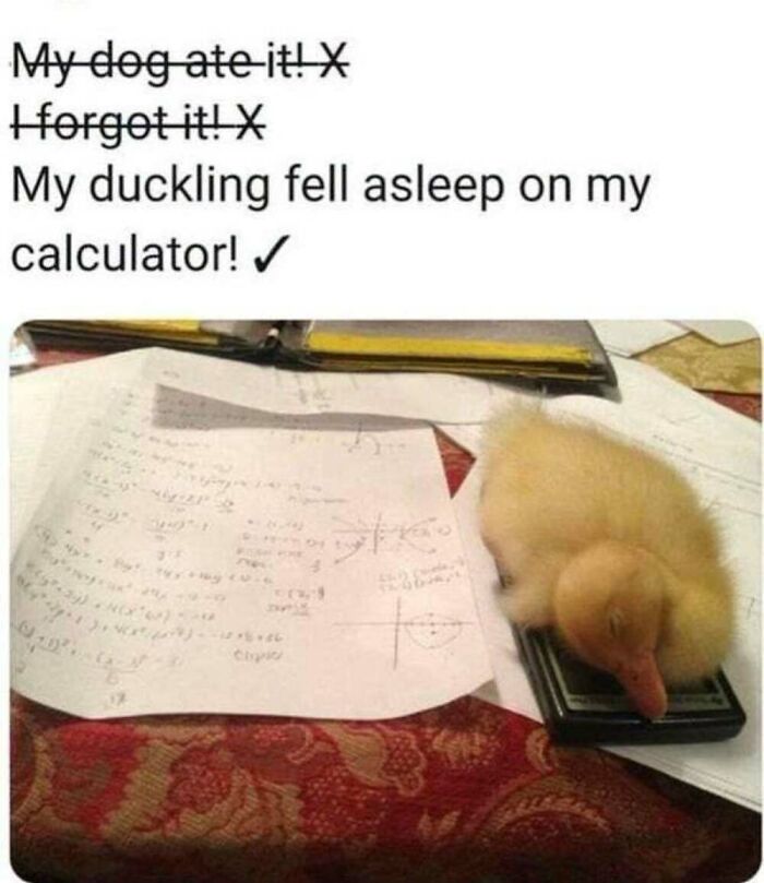 ‘Animal Comedy’: 50 Memes That Prove Animals Are The Funniest Creatures On The Internet ‘Animal Comedy’: 50 Memes That Prove Animals Are The Funniest Creatures On The Internet