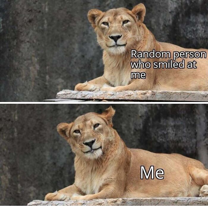‘Animal Comedy’: 50 Memes That Prove Animals Are The Funniest Creatures On The Internet ‘Animal Comedy’: 50 Memes That Prove Animals Are The Funniest Creatures On The Internet