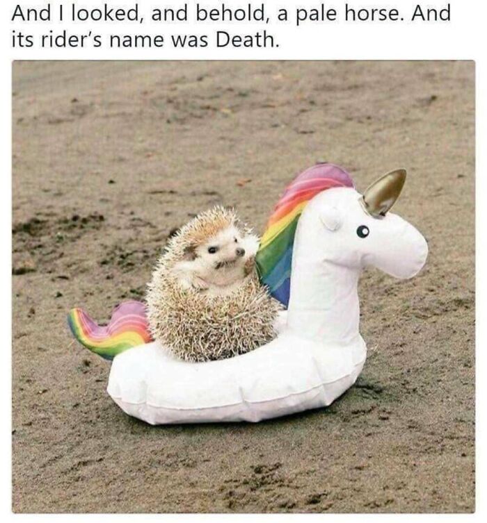 ‘Animal Comedy’: 50 Memes That Prove Animals Are The Funniest Creatures On The Internet ‘Animal Comedy’: 50 Memes That Prove Animals Are The Funniest Creatures On The Internet
