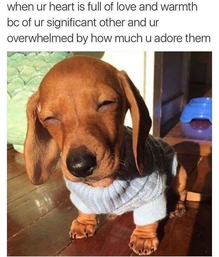 ‘Animal Comedy’: 50 Memes That Prove Animals Are The Funniest Creatures On The Internet ‘Animal Comedy’: 50 Memes That Prove Animals Are The Funniest Creatures On The Internet