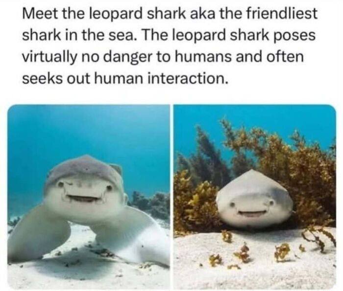 ‘Animal Comedy’: 50 Memes That Prove Animals Are The Funniest Creatures On The Internet ‘Animal Comedy’: 50 Memes That Prove Animals Are The Funniest Creatures On The Internet