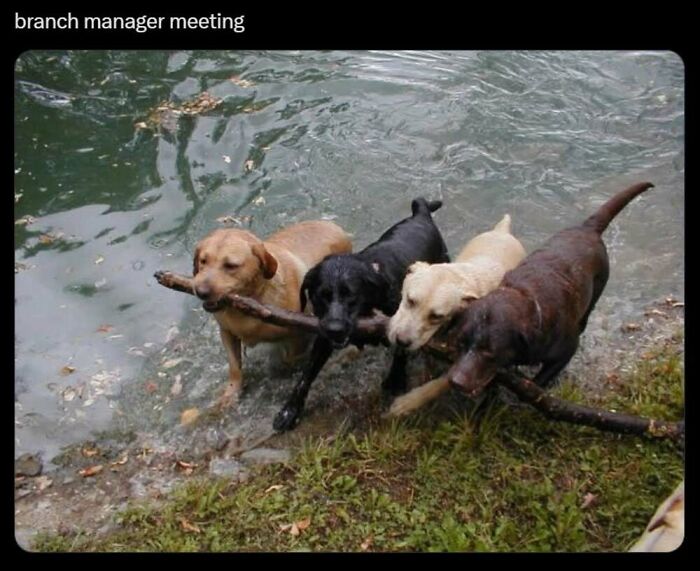 ‘Animal Comedy’: 50 Memes That Prove Animals Are The Funniest Creatures On The Internet ‘Animal Comedy’: 50 Memes That Prove Animals Are The Funniest Creatures On The Internet