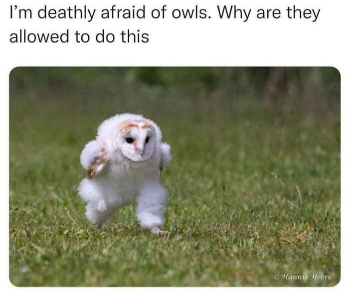 ‘Animal Comedy’: 50 Memes That Prove Animals Are The Funniest Creatures On The Internet ‘Animal Comedy’: 50 Memes That Prove Animals Are The Funniest Creatures On The Internet
