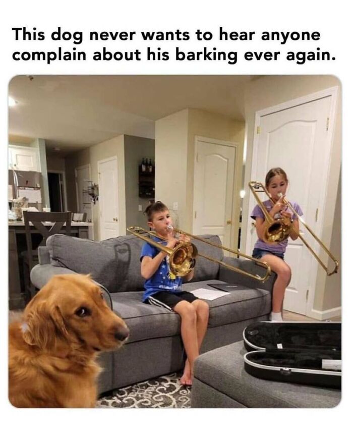 ‘Animal Comedy’: 50 Memes That Prove Animals Are The Funniest Creatures On The Internet ‘Animal Comedy’: 50 Memes That Prove Animals Are The Funniest Creatures On The Internet