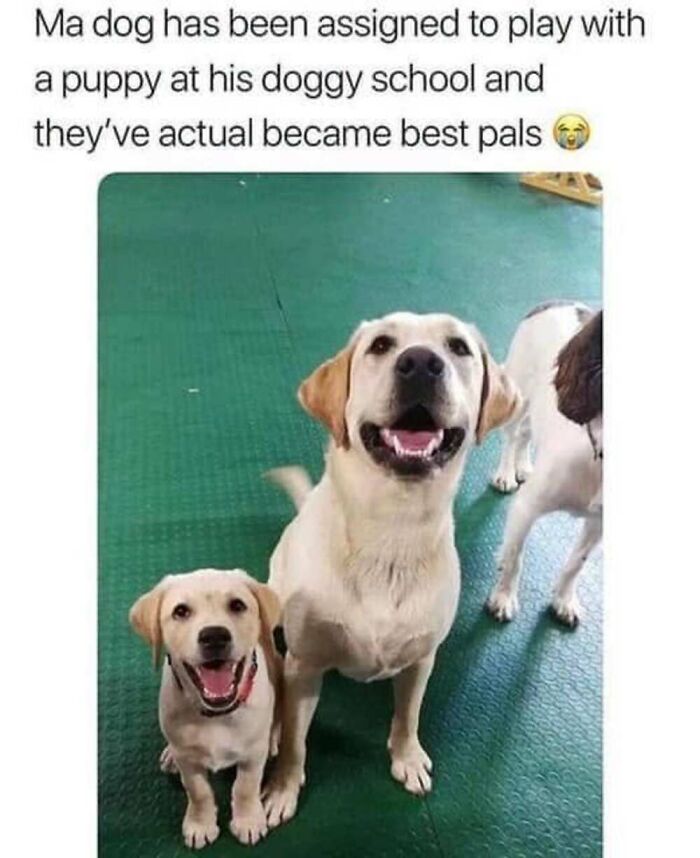 ‘Animal Comedy’: 50 Memes That Prove Animals Are The Funniest Creatures On The Internet ‘Animal Comedy’: 50 Memes That Prove Animals Are The Funniest Creatures On The Internet