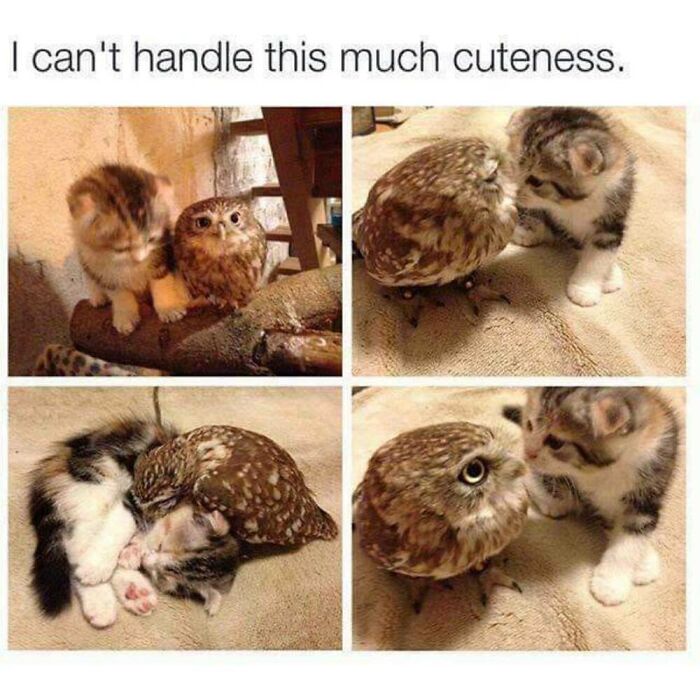 ‘Animal Comedy’: 50 Memes That Prove Animals Are The Funniest Creatures On The Internet ‘Animal Comedy’: 50 Memes That Prove Animals Are The Funniest Creatures On The Internet