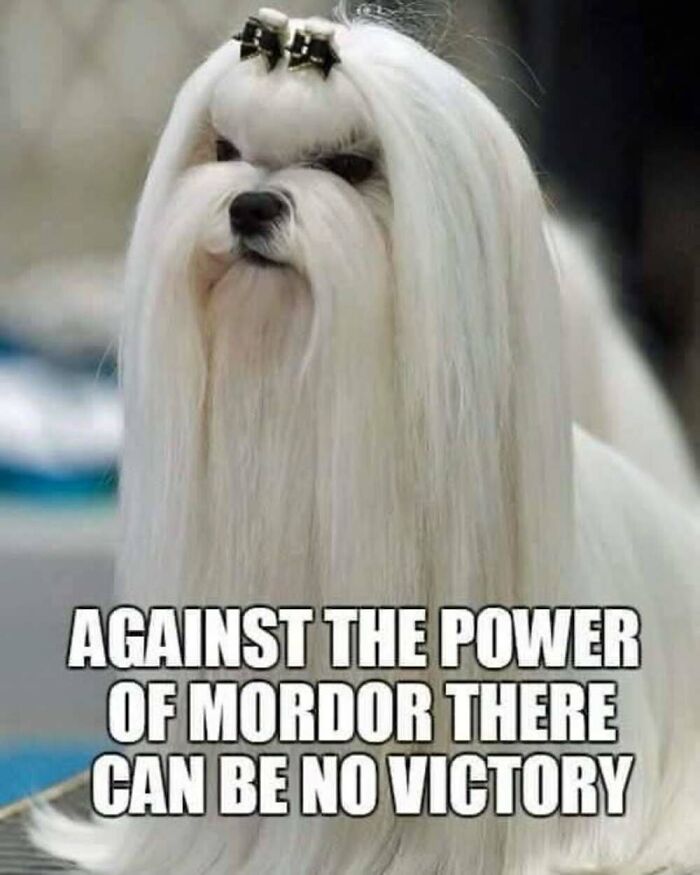 ‘Animal Comedy’: 50 Memes That Prove Animals Are The Funniest Creatures On The Internet ‘Animal Comedy’: 50 Memes That Prove Animals Are The Funniest Creatures On The Internet