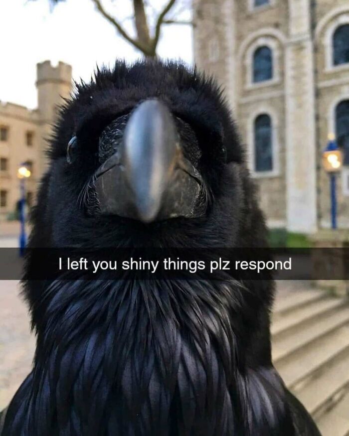 ‘Animal Comedy’: 50 Memes That Prove Animals Are The Funniest Creatures On The Internet ‘Animal Comedy’: 50 Memes That Prove Animals Are The Funniest Creatures On The Internet