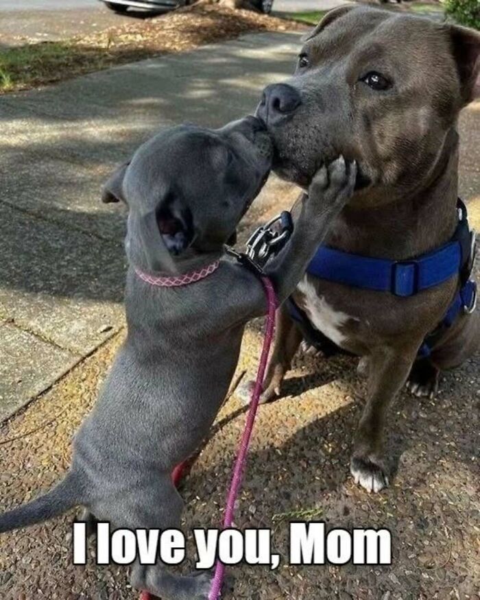 ‘Animal Comedy’: 50 Memes That Prove Animals Are The Funniest Creatures On The Internet ‘Animal Comedy’: 50 Memes That Prove Animals Are The Funniest Creatures On The Internet