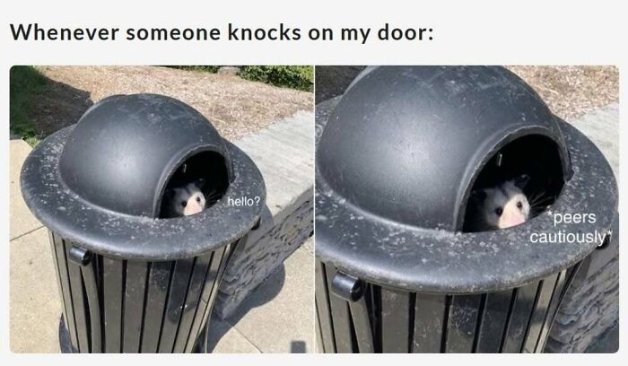 ‘Animal Comedy’: 50 Memes That Prove Animals Are The Funniest Creatures On The Internet ‘Animal Comedy’: 50 Memes That Prove Animals Are The Funniest Creatures On The Internet