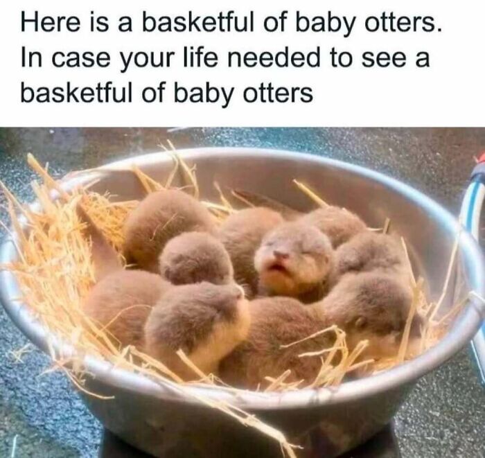 ‘Animal Comedy’: 50 Memes That Prove Animals Are The Funniest Creatures On The Internet ‘Animal Comedy’: 50 Memes That Prove Animals Are The Funniest Creatures On The Internet