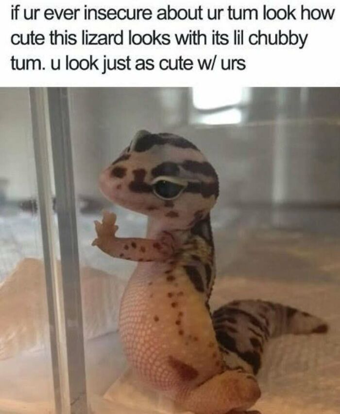 ‘Animal Comedy’: 50 Memes That Prove Animals Are The Funniest Creatures On The Internet ‘Animal Comedy’: 50 Memes That Prove Animals Are The Funniest Creatures On The Internet