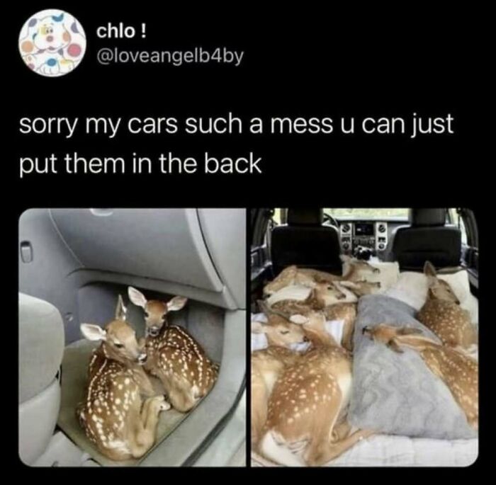 ‘Animal Comedy’: 50 Memes That Prove Animals Are The Funniest Creatures On The Internet ‘Animal Comedy’: 50 Memes That Prove Animals Are The Funniest Creatures On The Internet