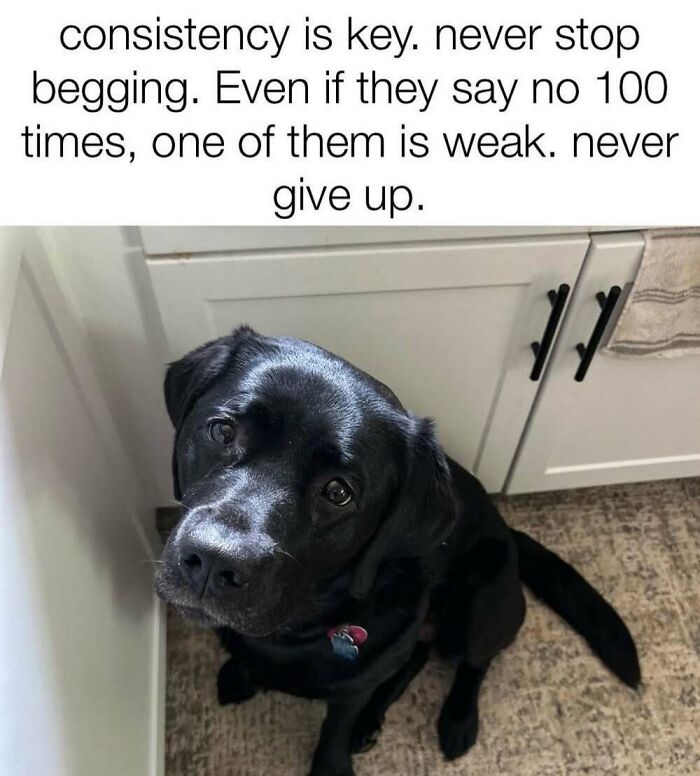 ‘Animal Comedy’: 50 Memes That Prove Animals Are The Funniest Creatures On The Internet ‘Animal Comedy’: 50 Memes That Prove Animals Are The Funniest Creatures On The Internet