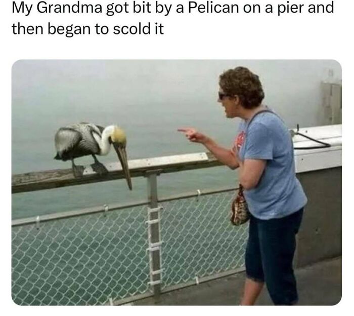 ‘Animal Comedy’: 50 Memes That Prove Animals Are The Funniest Creatures On The Internet ‘Animal Comedy’: 50 Memes That Prove Animals Are The Funniest Creatures On The Internet