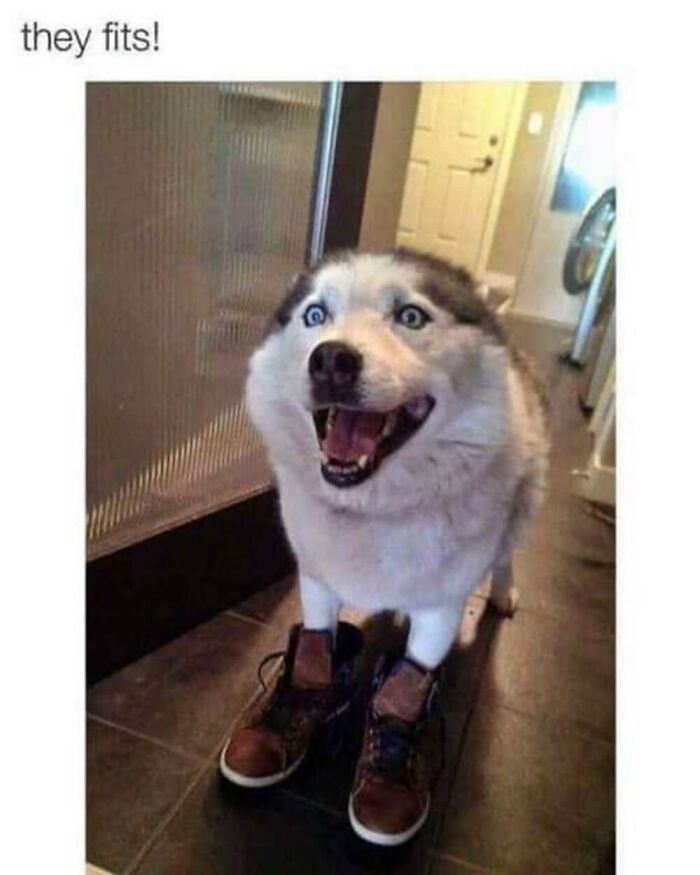 ‘Animal Comedy’: 50 Memes That Prove Animals Are The Funniest Creatures On The Internet ‘Animal Comedy’: 50 Memes That Prove Animals Are The Funniest Creatures On The Internet
