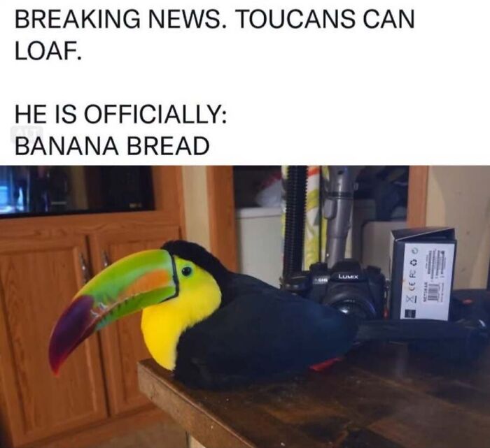 ‘Animal Comedy’: 50 Memes That Prove Animals Are The Funniest Creatures On The Internet ‘Animal Comedy’: 50 Memes That Prove Animals Are The Funniest Creatures On The Internet
