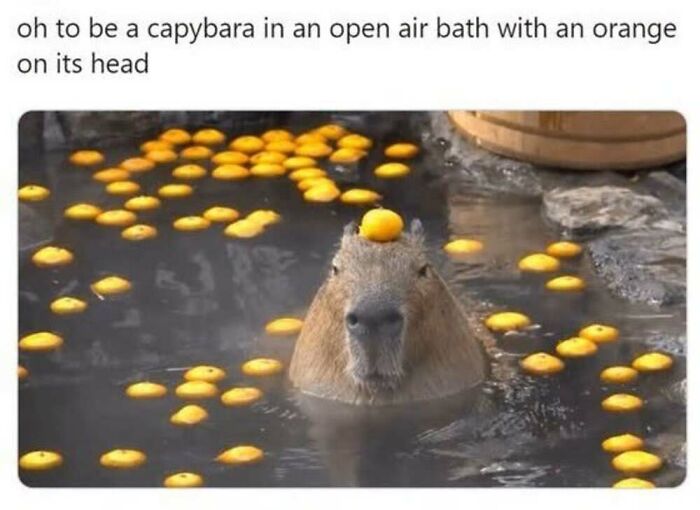 ‘Animal Comedy’: 50 Memes That Prove Animals Are The Funniest Creatures On The Internet ‘Animal Comedy’: 50 Memes That Prove Animals Are The Funniest Creatures On The Internet