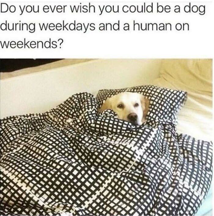 ‘Animal Comedy’: 50 Memes That Prove Animals Are The Funniest Creatures On The Internet ‘Animal Comedy’: 50 Memes That Prove Animals Are The Funniest Creatures On The Internet