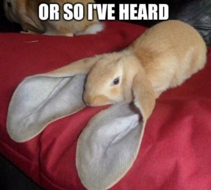 ‘Animal Comedy’: 50 Memes That Prove Animals Are The Funniest Creatures On The Internet ‘Animal Comedy’: 50 Memes That Prove Animals Are The Funniest Creatures On The Internet