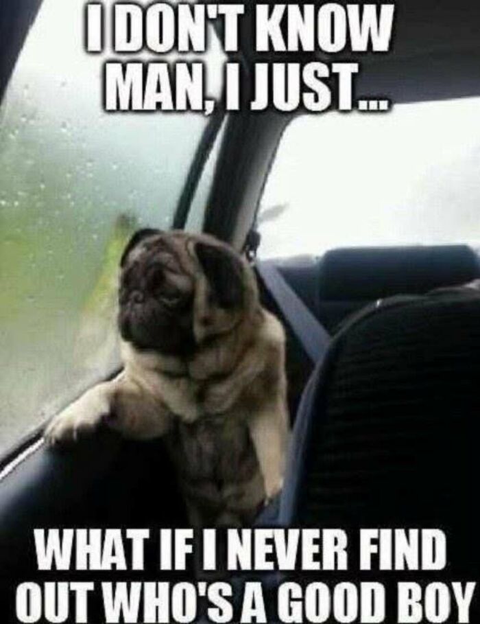‘Animal Comedy’: 50 Memes That Prove Animals Are The Funniest Creatures On The Internet ‘Animal Comedy’: 50 Memes That Prove Animals Are The Funniest Creatures On The Internet