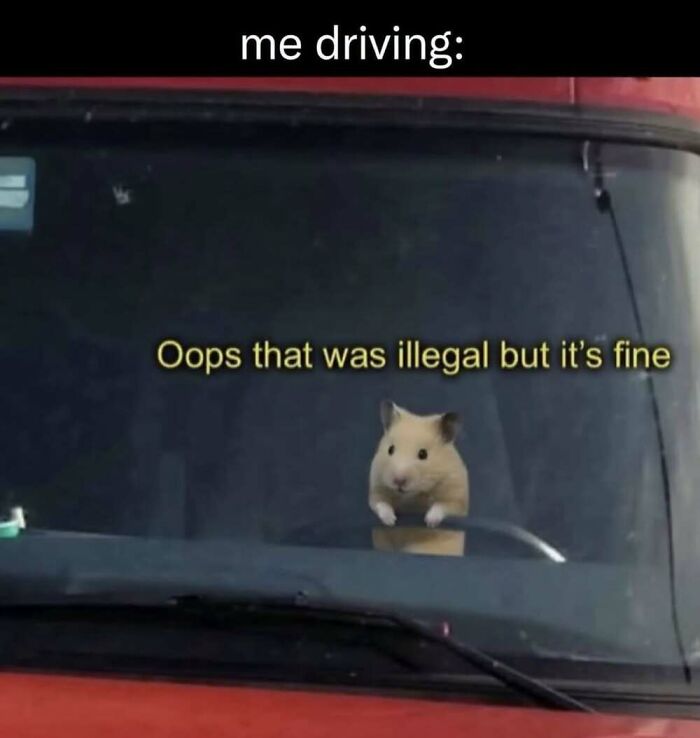 ‘Animal Comedy’: 50 Memes That Prove Animals Are The Funniest Creatures On The Internet ‘Animal Comedy’: 50 Memes That Prove Animals Are The Funniest Creatures On The Internet