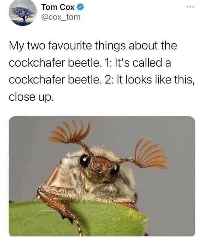 ‘Animal Comedy’: 50 Memes That Prove Animals Are The Funniest Creatures On The Internet ‘Animal Comedy’: 50 Memes That Prove Animals Are The Funniest Creatures On The Internet