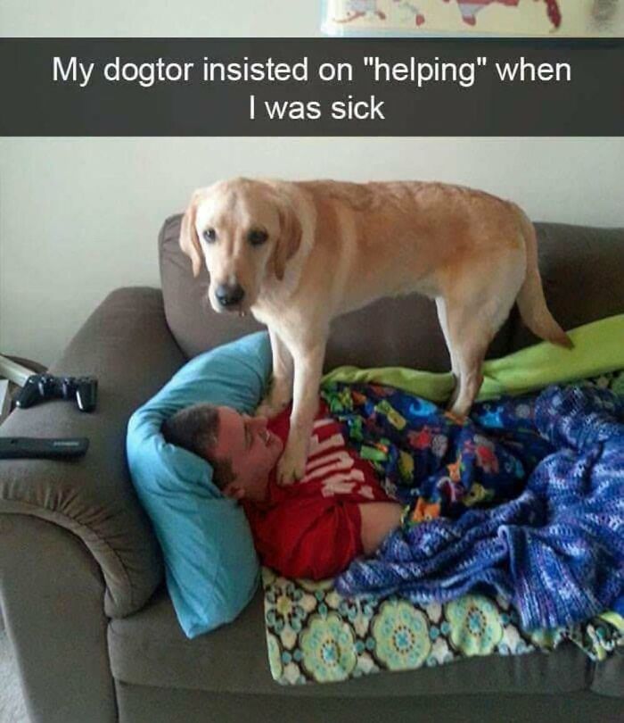 ‘Animal Comedy’: 50 Memes That Prove Animals Are The Funniest Creatures On The Internet ‘Animal Comedy’: 50 Memes That Prove Animals Are The Funniest Creatures On The Internet