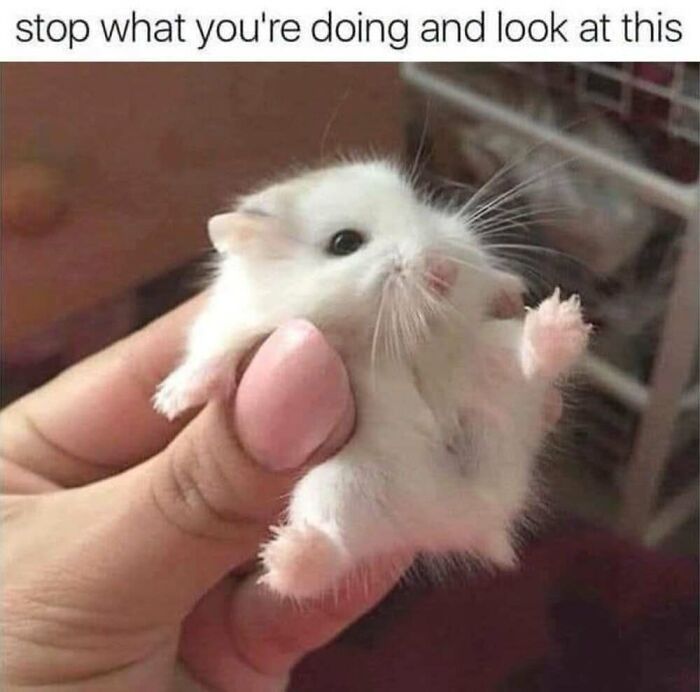 ‘Animal Comedy’: 50 Memes That Prove Animals Are The Funniest Creatures On The Internet ‘Animal Comedy’: 50 Memes That Prove Animals Are The Funniest Creatures On The Internet