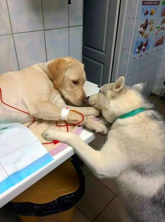 If You Are Having A Bad Day, These 80 Aww-Worthy Photos And Stories May Lift Your Spirits If You Are Having A Bad Day, These 80 Aww-Worthy Photos And Stories May Lift Your Spirits