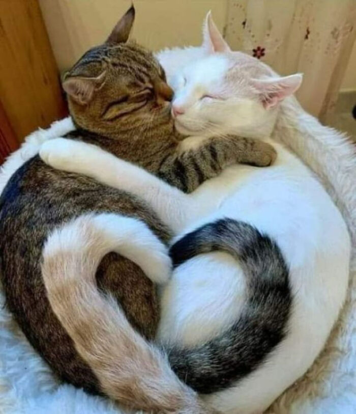 If You Are Having A Bad Day, These 80 Aww-Worthy Photos And Stories May Lift Your Spirits If You Are Having A Bad Day, These 80 Aww-Worthy Photos And Stories May Lift Your Spirits