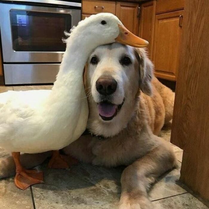 If You Are Having A Bad Day, These 80 Aww-Worthy Photos And Stories May Lift Your Spirits If You Are Having A Bad Day, These 80 Aww-Worthy Photos And Stories May Lift Your Spirits