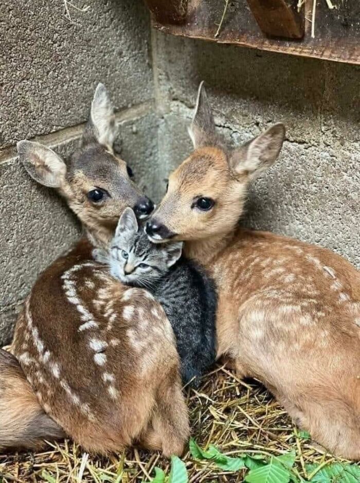 If You Are Having A Bad Day, These 80 Aww-Worthy Photos And Stories May Lift Your Spirits If You Are Having A Bad Day, These 80 Aww-Worthy Photos And Stories May Lift Your Spirits