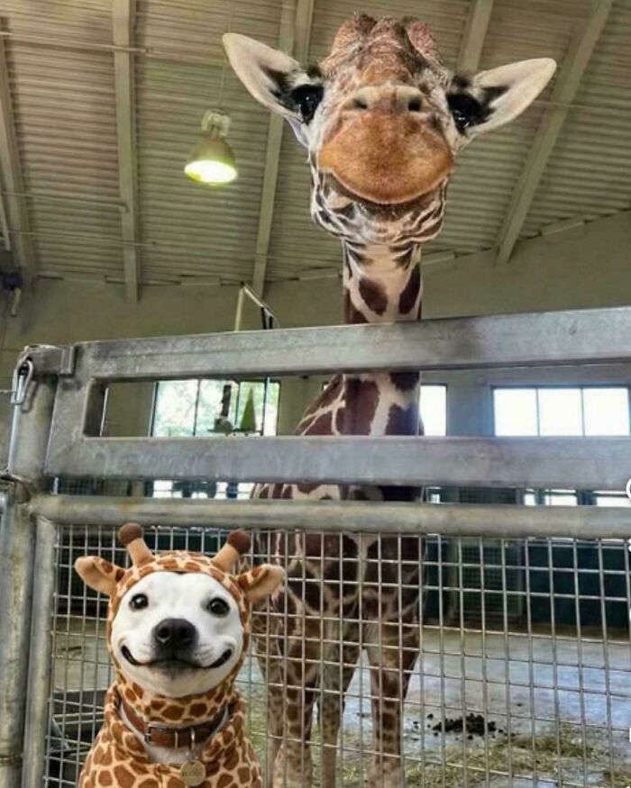 If You Are Having A Bad Day, These 80 Aww-Worthy Photos And Stories May Lift Your Spirits If You Are Having A Bad Day, These 80 Aww-Worthy Photos And Stories May Lift Your Spirits