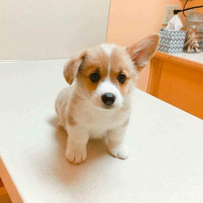 If You Are Having A Bad Day, These 80 Aww-Worthy Photos And Stories May Lift Your Spirits If You Are Having A Bad Day, These 80 Aww-Worthy Photos And Stories May Lift Your Spirits