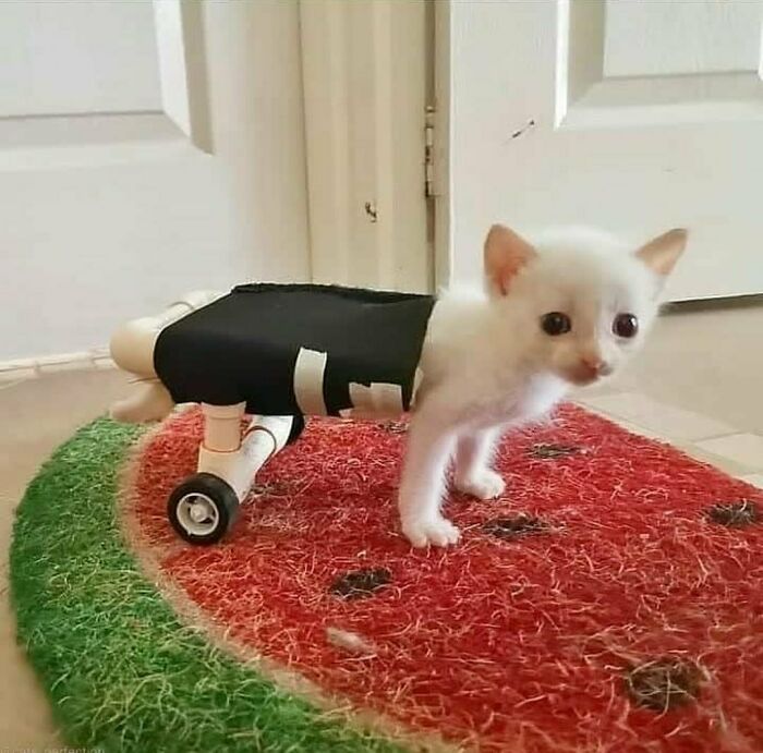 If You Are Having A Bad Day, These 80 Aww-Worthy Photos And Stories May Lift Your Spirits If You Are Having A Bad Day, These 80 Aww-Worthy Photos And Stories May Lift Your Spirits