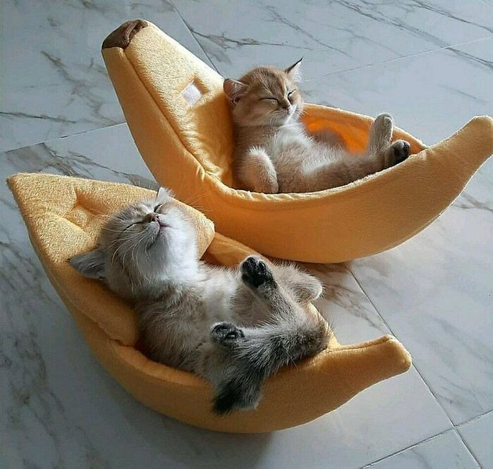 If You Are Having A Bad Day, These 80 Aww-Worthy Photos And Stories May Lift Your Spirits If You Are Having A Bad Day, These 80 Aww-Worthy Photos And Stories May Lift Your Spirits