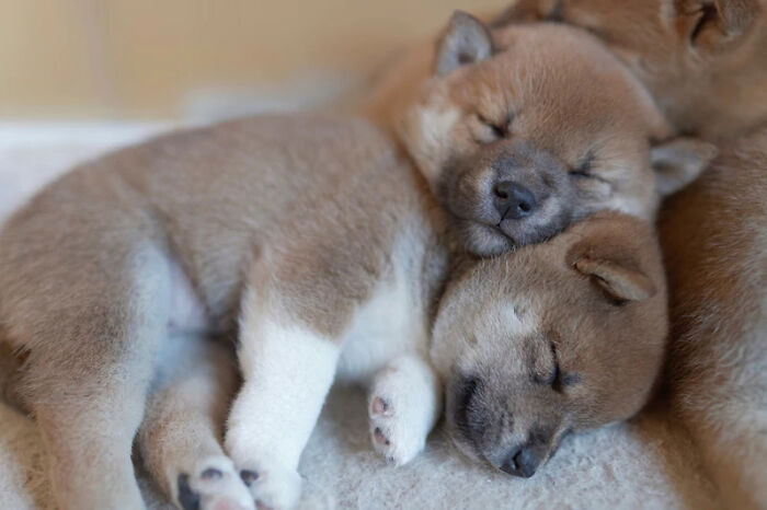 If You Are Having A Bad Day, These 80 Aww-Worthy Photos And Stories May Lift Your Spirits If You Are Having A Bad Day, These 80 Aww-Worthy Photos And Stories May Lift Your Spirits