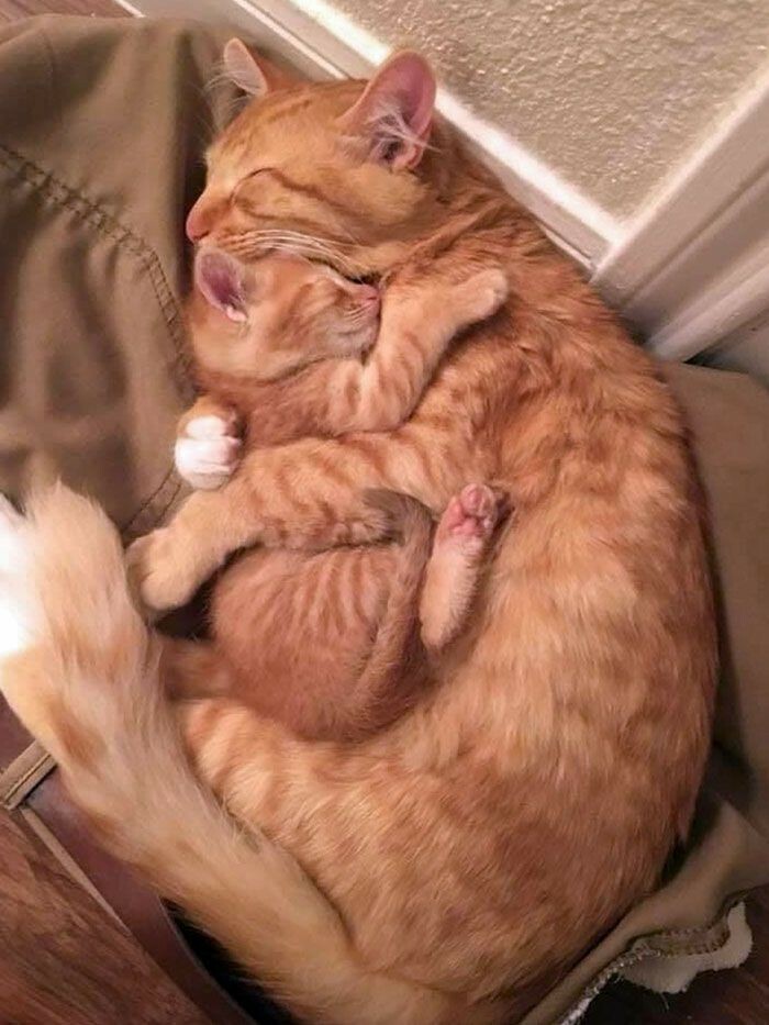 If You Are Having A Bad Day, These 80 Aww-Worthy Photos And Stories May Lift Your Spirits If You Are Having A Bad Day, These 80 Aww-Worthy Photos And Stories May Lift Your Spirits
