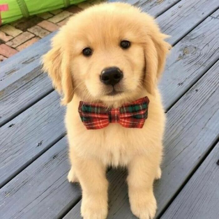 If You Are Having A Bad Day, These 80 Aww-Worthy Photos And Stories May Lift Your Spirits If You Are Having A Bad Day, These 80 Aww-Worthy Photos And Stories May Lift Your Spirits