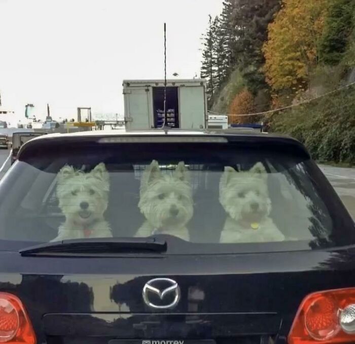 If You Are Having A Bad Day, These 80 Aww-Worthy Photos And Stories May Lift Your Spirits If You Are Having A Bad Day, These 80 Aww-Worthy Photos And Stories May Lift Your Spirits